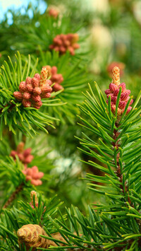 Oryginalny obrazek