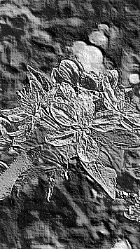 Skamielina