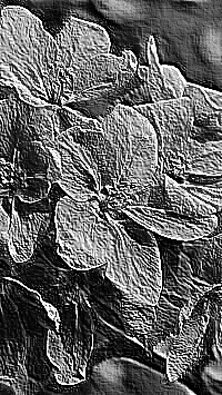 Skamielina