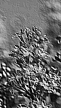 Skamielina