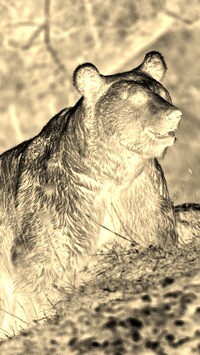 Sepia + Negatyw