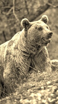 Szary + Sepia