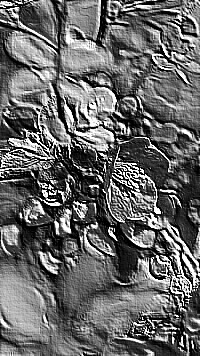 Skamielina