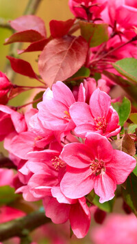 Oryginalny obrazek