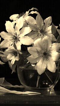 Szary + Sepia
