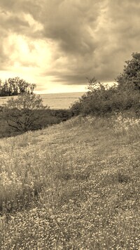 Sepia
