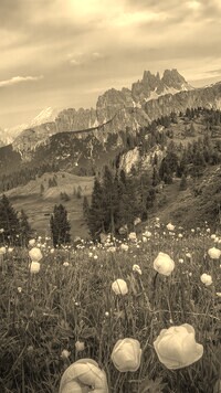 Szary + Sepia