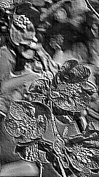 Skamielina