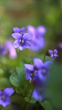 Oryginalny obrazek