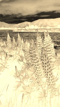 Sepia + Negatyw