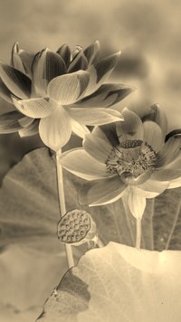 Sepia + Negatyw