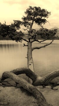 Szary + Sepia