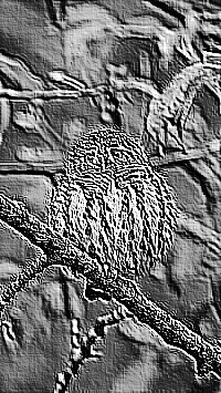 Skamielina