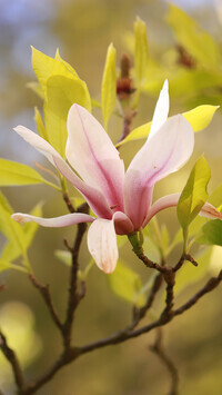 Oryginalny obrazek