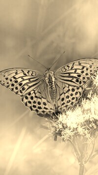 Szary + Sepia