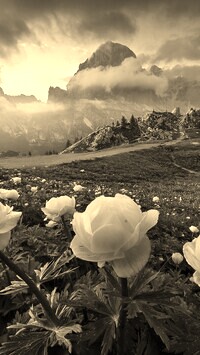 Szary + Sepia