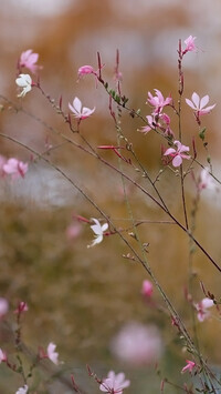 Oryginalny obrazek