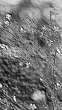 Skamielina