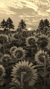 Szary + Sepia