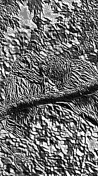 Skamielina