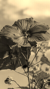 Szary + Sepia