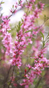 Oryginalny obrazek