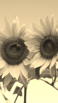 Szary + Sepia