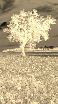 Sepia + Negatyw