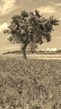 Szary + Sepia