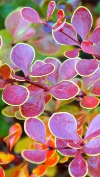 Oryginalny obrazek