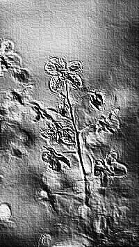 Skamielina