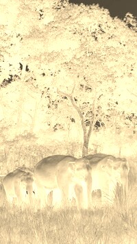 Sepia + Negatyw