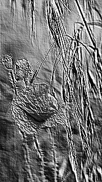 Skamielina