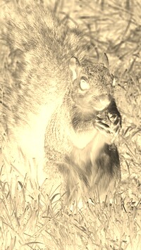 Sepia + Negatyw