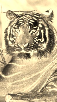 Sepia + Negatyw