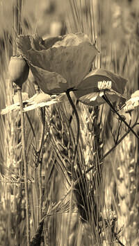 Szary + Sepia