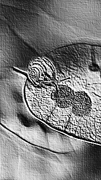 Skamielina