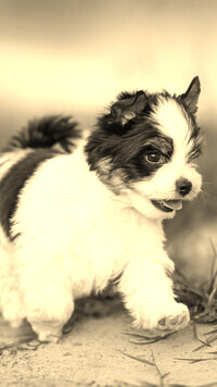Sepia