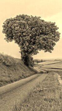 Sepia