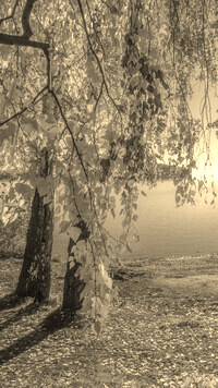 Szary + Sepia