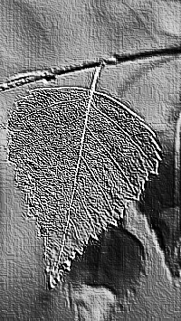 Skamielina