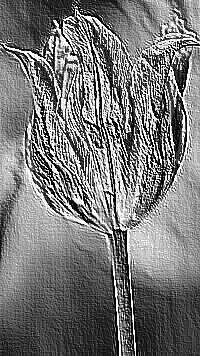Skamielina
