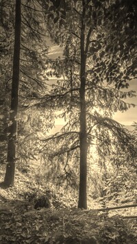 Szary + Sepia