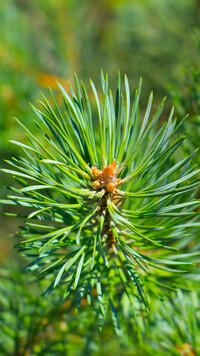 Oryginalny obrazek