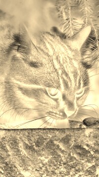 Sepia + Negatyw