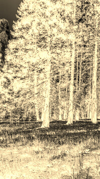 Sepia + Negatyw