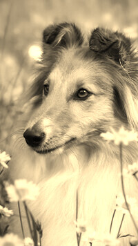 Szary + Sepia