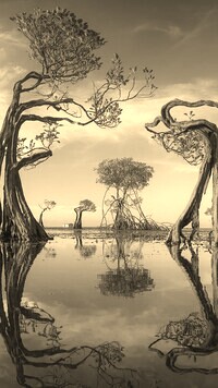 Szary + Sepia