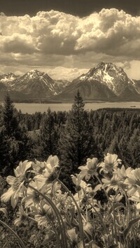 Sepia