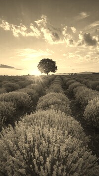 Szary + Sepia